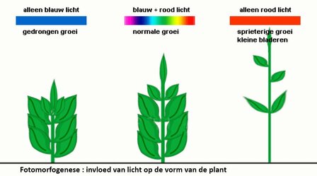 Effect van Licht op planten