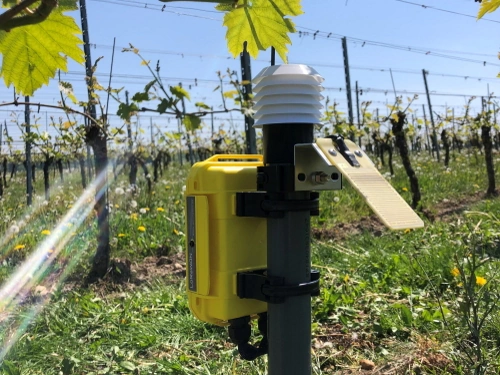 FieldGuard Station in de wijnbouw met temperatuur en RV sensor