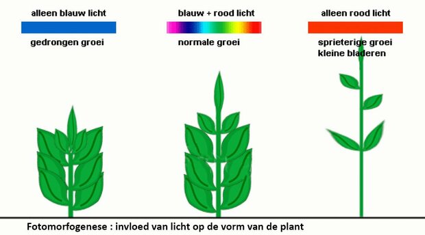 Effect van Licht op planten